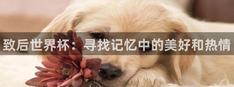 世界杯预选赛排名：致后世界杯：寻找记忆中的美好和热情