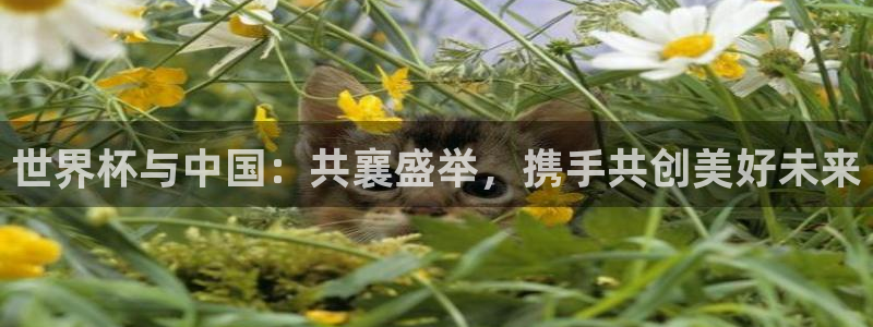 世界杯在线直播入口：世界杯与中国：共襄盛举，携手共创美好未来